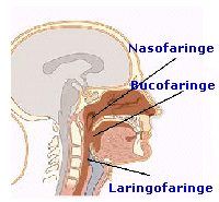 Laringofaringe