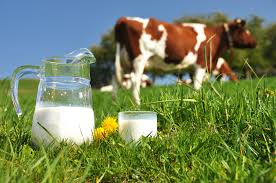 imagen, leche de vaca