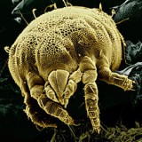 220px-Yellow_mite_(Tydeidae)_Lorryia_formosa_2_edit