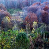 bosques-en-espana-default-33846-0