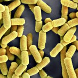 lactobacillus